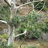 Plants: image 50 0f 70 thumb